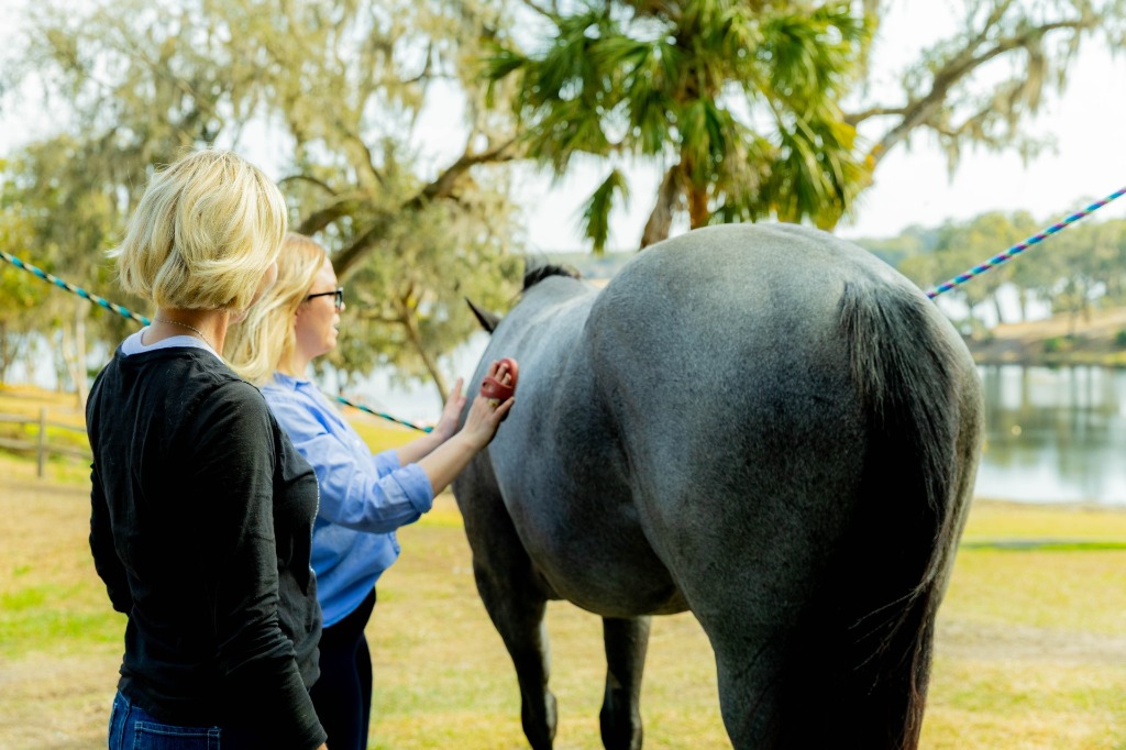 Wellness horsemanship session with horse at Red Bird Farm